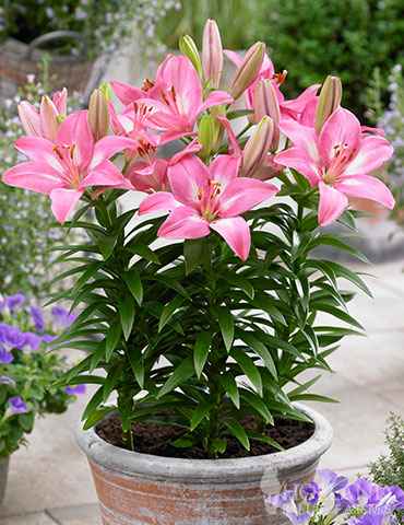 Blooming Plants