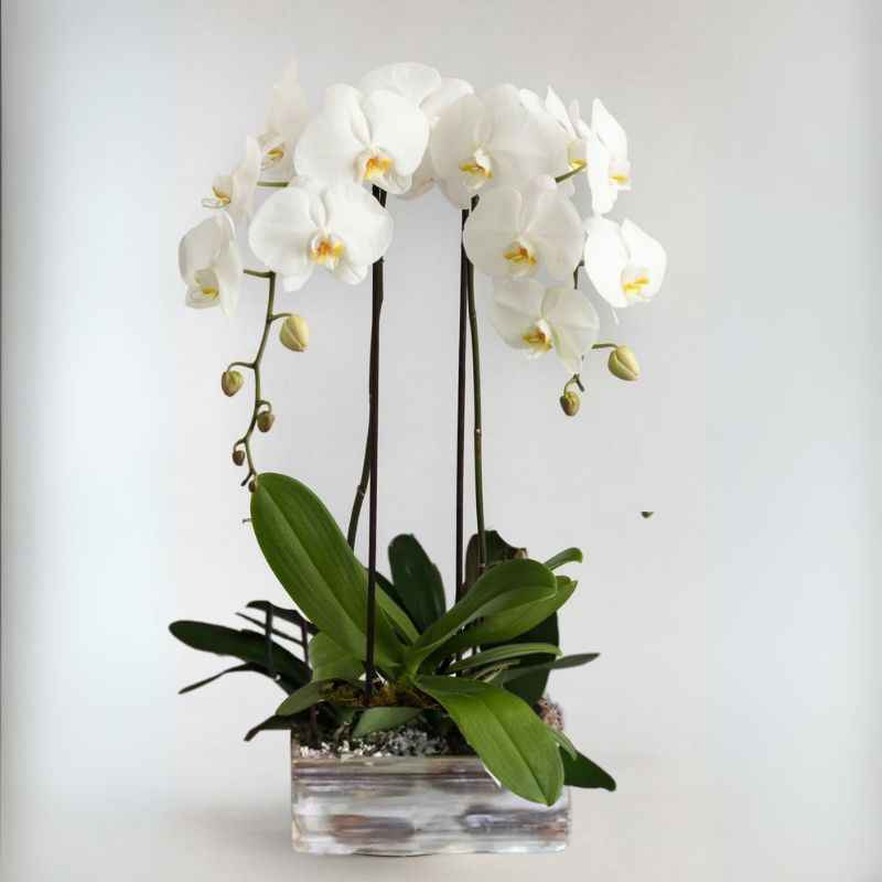 Divine Orchids