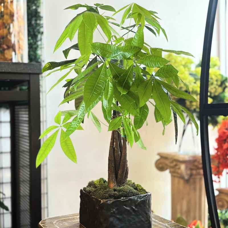Money Tree