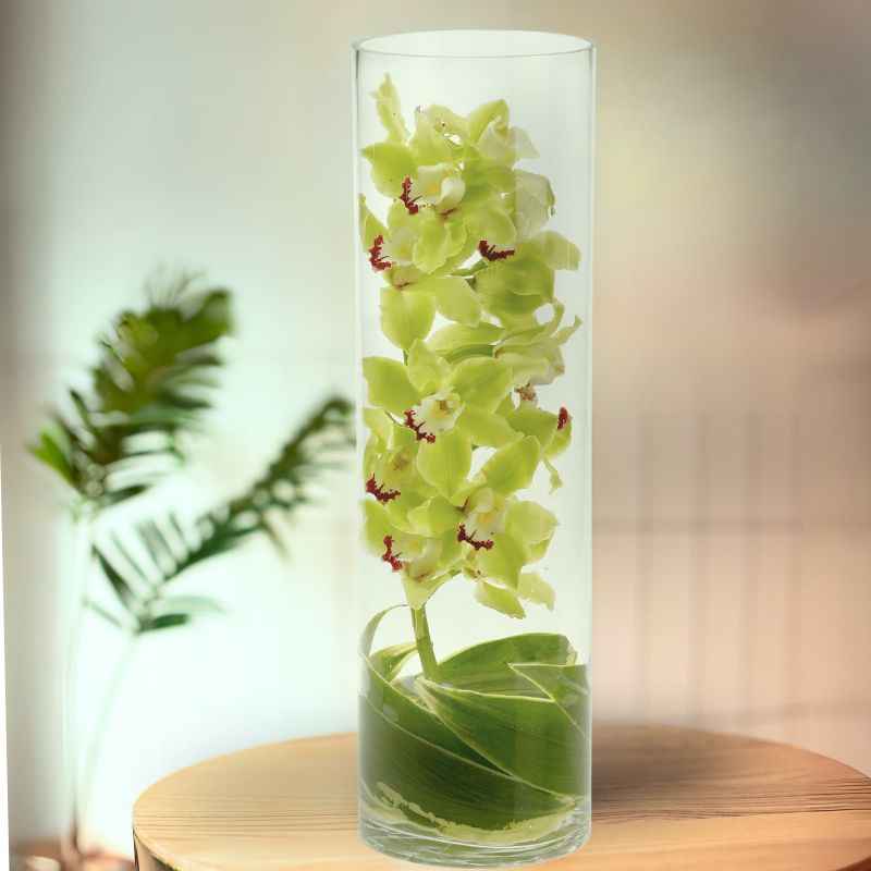 Zensational Orchid