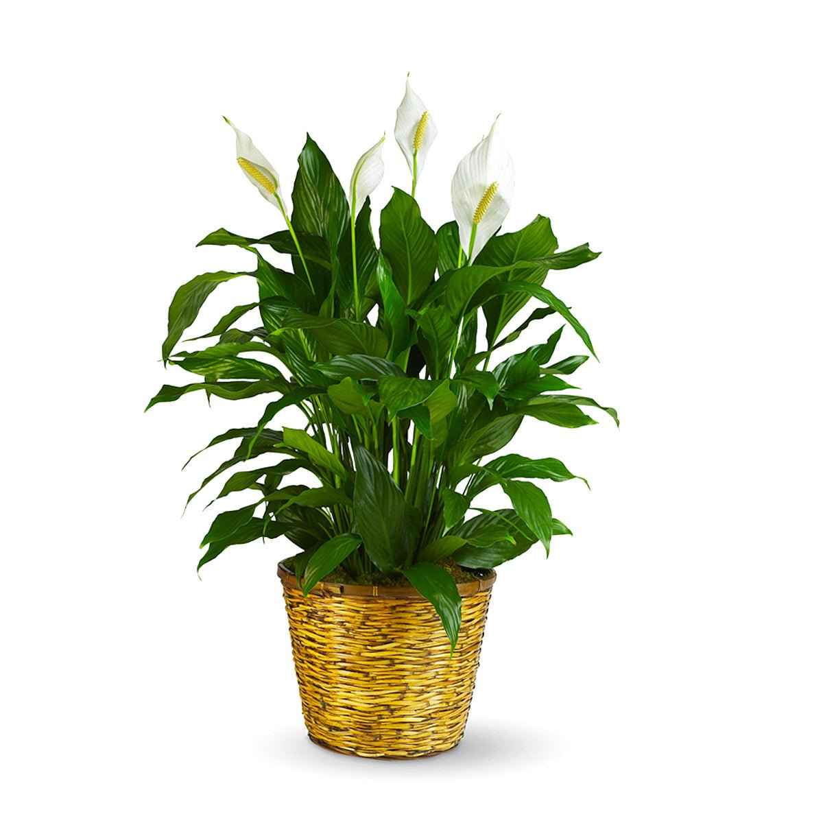 Peace Lily Plant