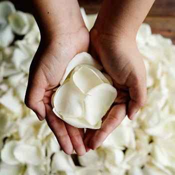 Rose Petals