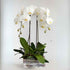 Divine Orchids