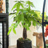 Money Tree