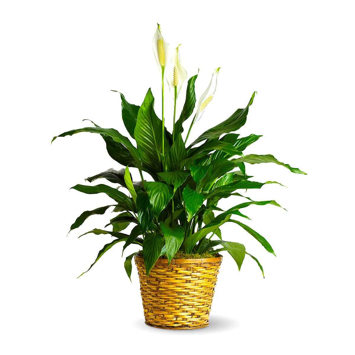 Peace Lily Plant