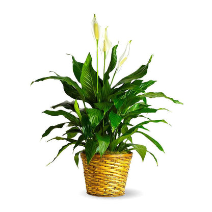 Peace Lily Plant