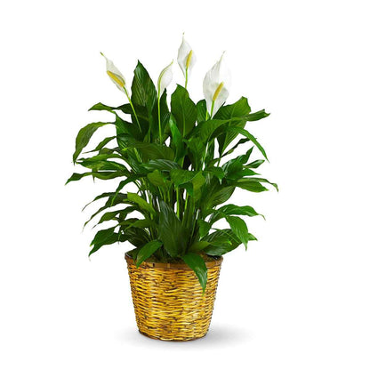 Peace Lily Plant