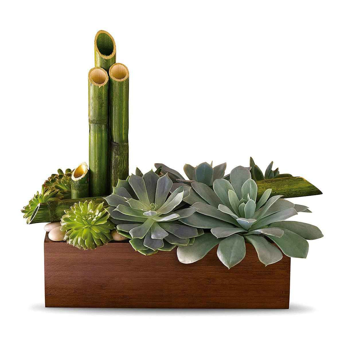 Peaceful Zen Succulent Garden
