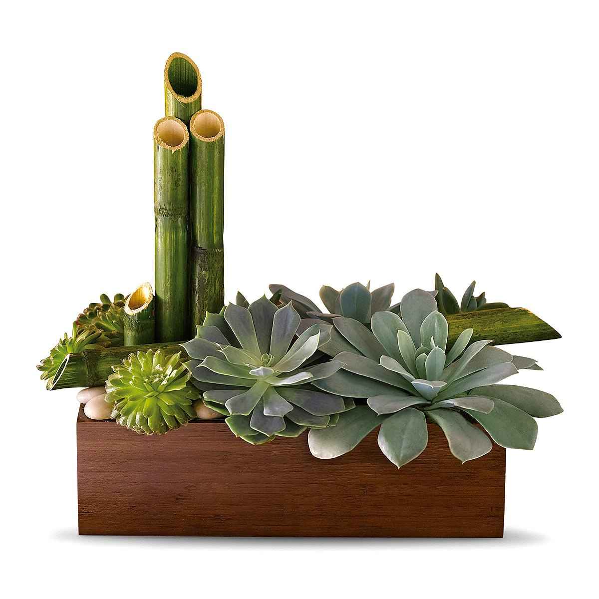 Peaceful Zen Succulent Garden