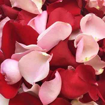 Rose Petals