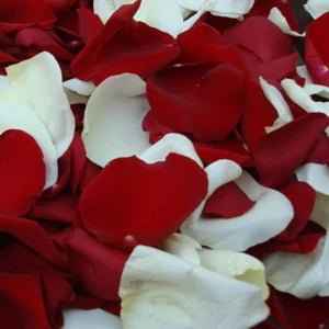 Rose Petals