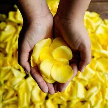 Rose Petals